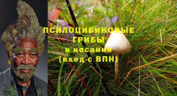 PSILOCYBIN Белокуриха